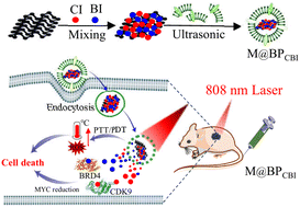 Graphical abstract: Biomimetic black phosphorus nanosheets codeliver CDK9 and BRD4 inhibitors for gastric cancer targeted therapy