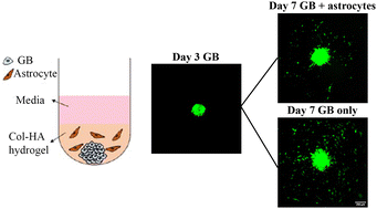 Graphical abstract: Evaluating glioblastoma tumour sphere growth and migration in interaction with astrocytes using 3D collagen-hyaluronic acid hydrogels