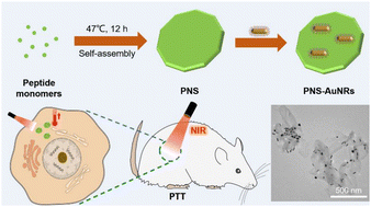 Graphical abstract: Two-dimensional peptide nanosheets functionalized with gold nanorods for photothermal therapy of tumors
