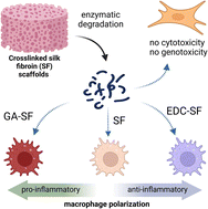 Graphical abstract: Degradation products of crosslinked silk fibroin scaffolds modulate the immune response but not cell toxicity