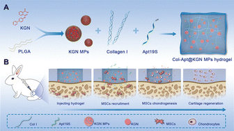 Graphical abstract: Functional injectable hydrogel with spatiotemporal sequential release for recruitment of endogenous stem cells and in situ cartilage regeneration