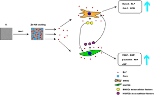 Graphical abstract: A functional study of zinc–titanium coatings and exploration of the intrinsic correlation between angiogenesis and osteogenesis