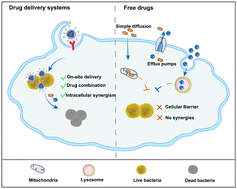 Graphical abstract: Dual-targeted poly(amino acid) nanoparticles deliver drug combinations on-site: an intracellular synergistic strategy to eliminate intracellular bacteria