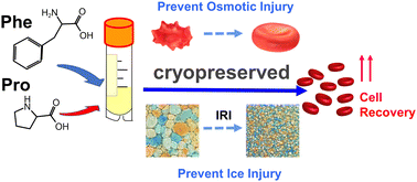 Graphical abstract: Investigation into antifreeze performances of natural amino acids for novel CPA development