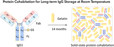 Graphical abstract: Protein cohabitation: long-term immunoglobulin G storage at room temperature