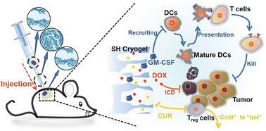 Graphical abstract: Injectable zwitterionic cryogels for accurate and sustained chemoimmunotherapy