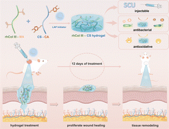 Graphical abstract: Injectable hydrogels of recombinant human collagen type III and chitosan with antibacterial and antioxidative activities for wound healing