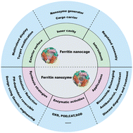 Graphical abstract: Ferritin nanocages: a versatile platform for nanozyme design