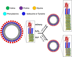 Graphical abstract: Rational design of elastin-like polypeptide fusion proteins to tune self-assembly and properties of protein vesicles