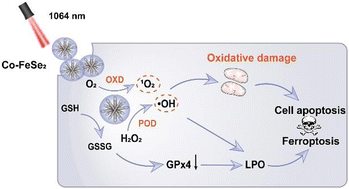 Graphical abstract: Dual enzyme-like Co–FeSe2 nanoflowers with GSH degradation capability for NIR II-enhanced catalytic tumor therapy