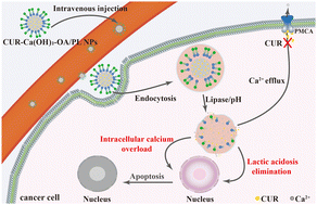Graphical abstract: A calcium hydroxide/oleic acid/phospholipid nanoparticle induced cancer cell apoptosis by the combination of intracellular calcium overload and lactic acidosis elimination