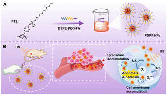 Graphical abstract: Lysosome- and plasma membrane-accumulative and tumor-targetable polythiophene nanoparticles for enhanced sonodynamic therapy