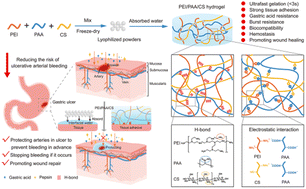 Graphical abstract: A chitosan-optimized polyethyleneimine/polyacrylic acid multifunctional hydrogel for reducing the risk of ulcerative arterial bleeding
