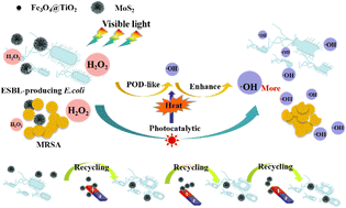 Graphical abstract: Recyclable ferroferric oxide@titanium dioxide@molybdenum disulfide with enhanced enzyme-like activity under visible light for effectively inhibiting the growth of drug-resistant bacteria in sewage