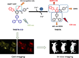 Graphical abstract: A novel red AIE fluorescent probe for ratiometric detection of carbon monoxide in vitro and in vivo