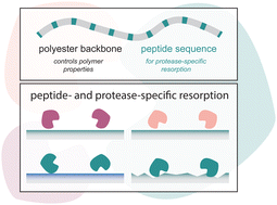 Graphical abstract: Rational design of poly(peptide-ester) block copolymers for enzyme-specific surface resorption