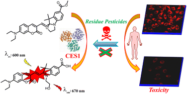 Graphical abstract: A near-infrared fluorescent probe based on a hemi-cyanine skeleton for detecting CES1 activity and evaluating pesticide toxicity