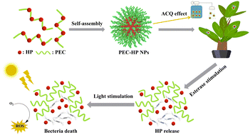 Graphical abstract: A pectin-based photoactivated bactericide nanosystem for achieving an improved utilization rate, photostability and targeted delivery of hematoporphyrin