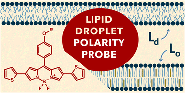 Graphical abstract: A red-emitting thiophene-modified BODIPY probe for fluorescence lifetime-based polarity imaging of lipid droplets in living cells