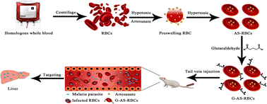 Graphical abstract: Glutaraldehyde modified red blood cells delivering artesunate to the liver as a dual therapeutic and prophylactic antimalaria strategy