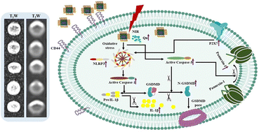 Graphical abstract: Quercetin@Gd3+ doped Prussian blue nanocubes induce the pyroptotic death of MDA-MB-231 cells: combinational targeted multimodal therapy, dual modal MRI, intuitive modelling of r1–r2 relaxivities