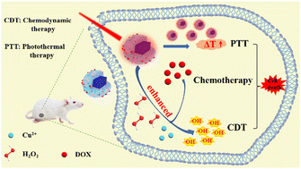 Graphical abstract: Designed synthesis of prussian blue@Cu-doped zinc phosphate nanocomposites for chemo/chemodynamic/photothermal combined cancer therapy