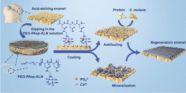 Graphical abstract: A multifunctional polymeric coating with self-adsorbed, antifouling and in situ remineralization properties for caries management