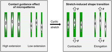 Graphical abstract: Cyclic stretch modulates the cell morphology transition under geometrical confinement by covalently immobilized gelatin