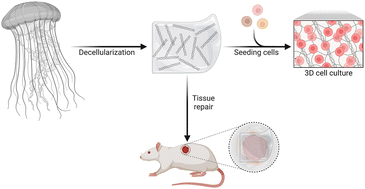 Graphical abstract: Structural and biofunctional evaluation of decellularized jellyfish matrices