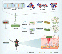 Graphical abstract: Electrospun nanofibrous membranes of recombinant human collagen type III promote cutaneous wound healing