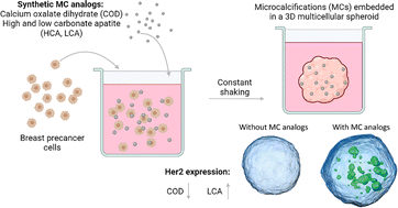 Graphical abstract: Multicellular spheroids containing synthetic mineral particles: an advanced 3D tumor model system to investigate breast precancer malignancy potential according to the mineral type