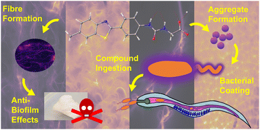 Graphical abstract: Controlling the structure of supramolecular fibre formation for benzothiazole based hydrogels with antimicrobial activity against methicillin resistant Staphylococcus aureus