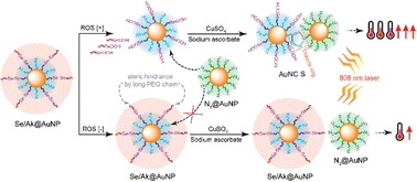 Graphical abstract: Reactive oxygen species-responsive clicked assembly of gold nanoparticles to enhance photothermal therapy