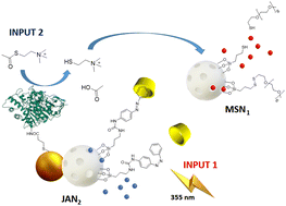 Graphical abstract: An intercommunicated nanosystem for dual delivery