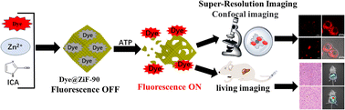 Graphical abstract: ATP-triggered highly sensitive probes for super-resolution mitochondrial imaging and low-dose bioimaging