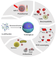 Graphical abstract: Polyphenol-assisted albumin-based biomineralization nanocarriers with NIR-II-targeted photothermal performance towards broad-spectrum radical scavenging