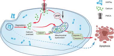 Graphical abstract: Hydroxyapatite nanoparticles induced calcium overload-initiated cancer cell-specific apoptosis through inhibition of PMCA and activation of calpain