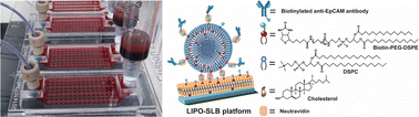 Graphical abstract: Liposome-tethered supported lipid bilayer platform for capture and release of heterogeneous populations of circulating tumor cells