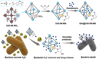 Graphical abstract: H2S-removing UiO-66 MOFs for sensitized antibacterial therapy