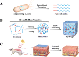 Graphical abstract: Biocompatible and bioactive hydrogels of recombinant fusion elastin with low transition temperature for improved healing of UV-irradiated skin