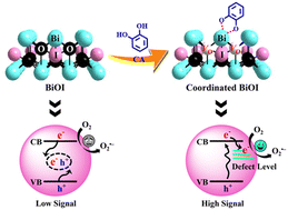 Graphical abstract: Catechol exerts an in situ surface oxygen vacancy effect on BiOI: an innovative signal transduction mode for cathodic photoelectrochemistry