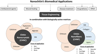 Graphical abstract: The role of nanochitin in biologically-active matrices for tissue engineering-where do we stand?