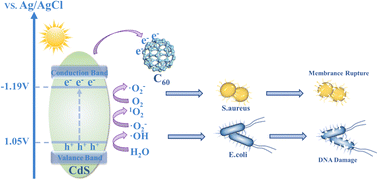 Graphical abstract: Preparation of a high-efficiency low-toxicity CdS/C60 bactericide and investigation of the mechanism