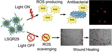 Graphical abstract: Synergistic antibacterial action of lignin-squaraine hybrid photodynamic therapy: advancing towards effective treatment of antibiotic-resistant bacteria