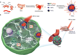 Graphical abstract: Near-infrared light-activated ROS generation using semiconducting polymer nanocatalysts for photodynamic–chemodynamic therapy
