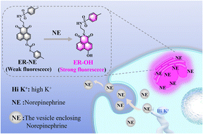 Graphical abstract: Real-time monitoring norepinephrine exocytosis by high K+via an endoplasmic reticulum-targeting fluorescent probe