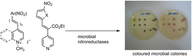 Graphical abstract: Chromogenic enzyme substrates based on [2-(nitroaryl)ethenyl]pyridinium and quinolinium derivatives for the detection of nitroreductase activity in clinically important microorganisms
