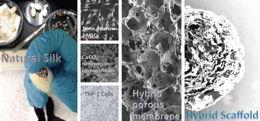 Graphical abstract: Concentric-mineralized hybrid silk-based scaffolds for bone tissue engineering in vitro models