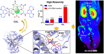 Graphical abstract: A novel Gd3+ DTPA-bisamide complex with high relaxivity as an MRI contrast agent