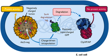 Graphical abstract: Complementary charge-driven encapsulation of functional protein by engineered protein cages in cellulo